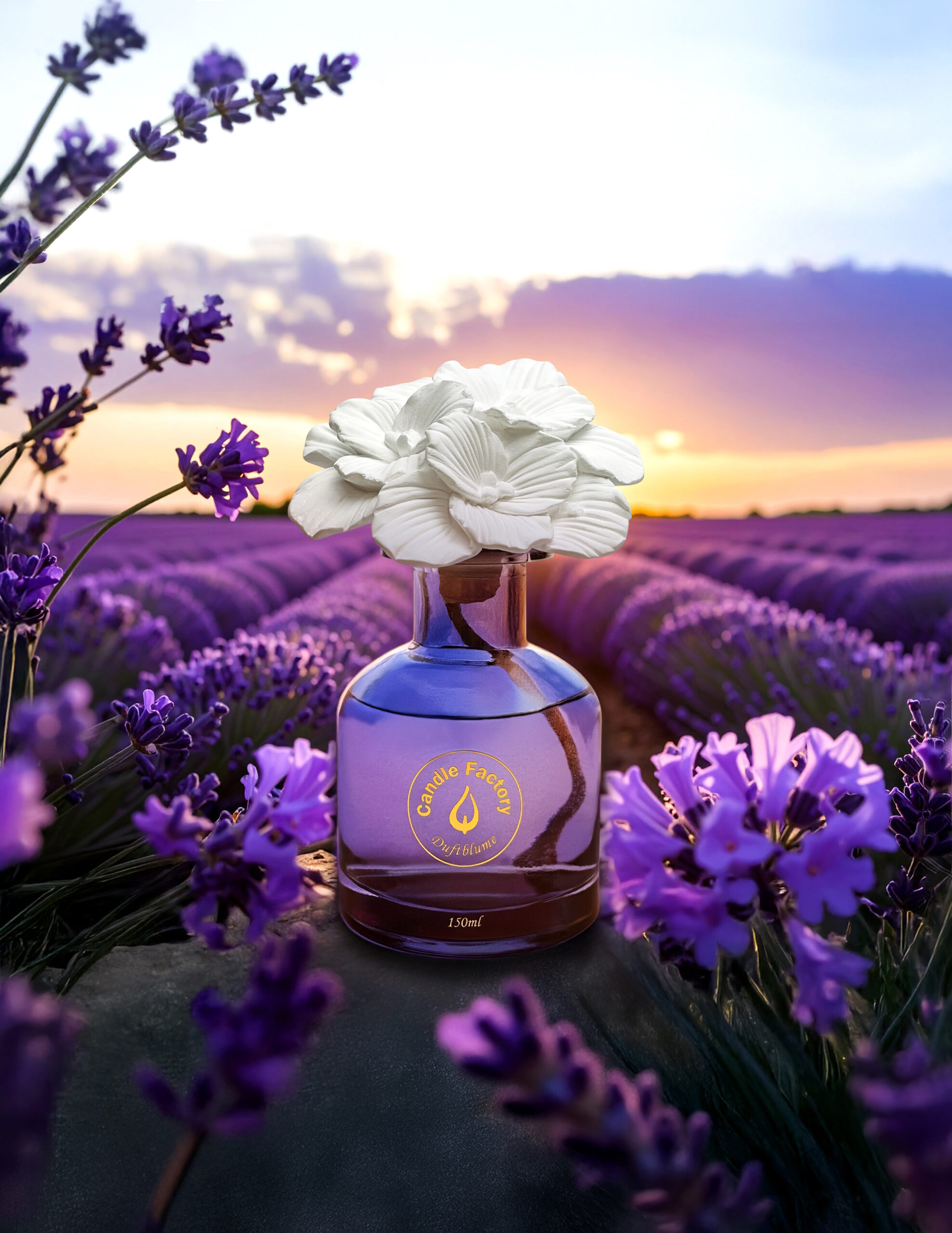 duftblume-lavendel